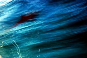 Dolphin poetry