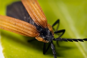 Cinnamon Beetle Twitter Poetry tweetspeakpoetry.com