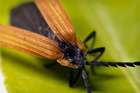Cinnamon Beetle Twitter Poetry tweetspeakpoetry.com