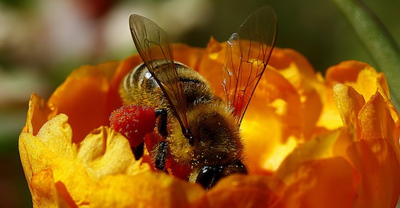 Bee Poetry tweetspeakpoetry.com Omer Unlu
