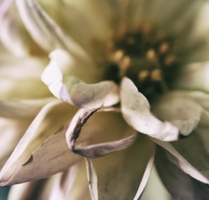 Dahlia Marie Ponsot Poetry 2