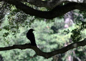 The Raven