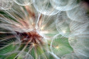 dandelion ruth mowry