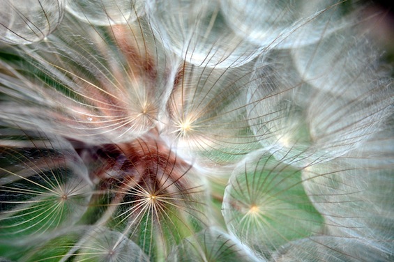 dandelion ruth mowry