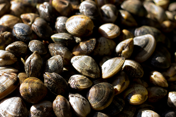 Clam Shells Journey into Poetry tweetspeakpoetry.com