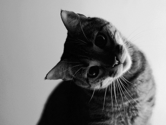Curious Cat Poetry Journey Anne Doe Overstreet tweetspeakpoetry.com