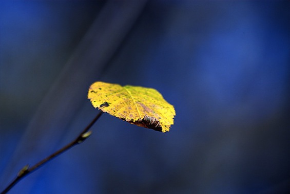 Leaf Journey into Poetry tweetspeakpoetry.com