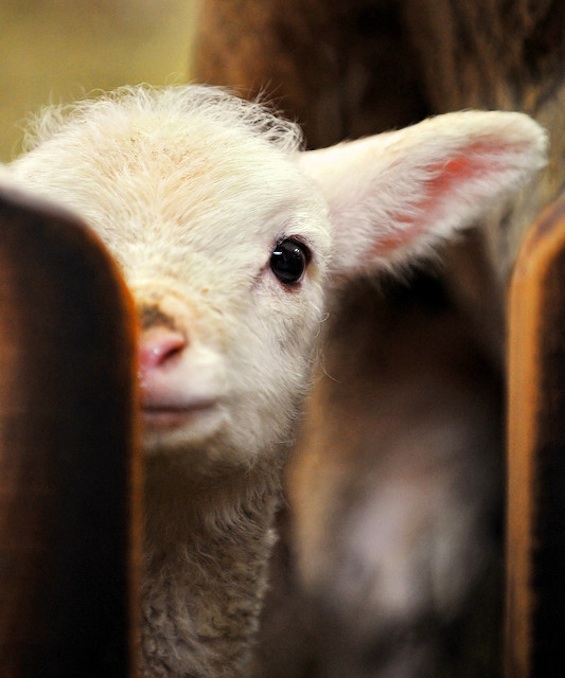 Little Lamb Artist's Way