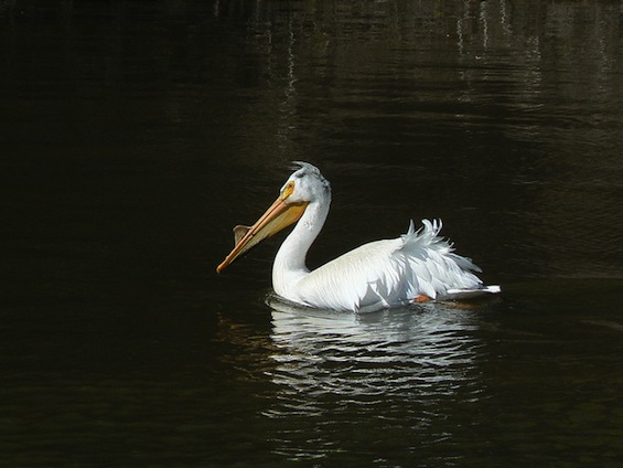 Pelican Artist's Way