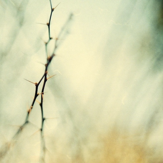 Thorns Poetry Writing tweetspeakpoetry.com