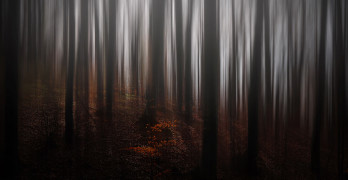 The Poetry of the Tree