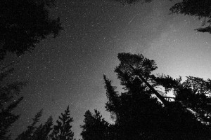 Trees and Starlight Writing tweetspeakpoetry.com