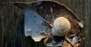 twitter poetry shells