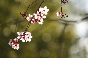 Plum Blossom by John Morgan