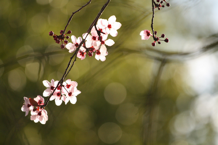 Plum Blossom by John Morgan