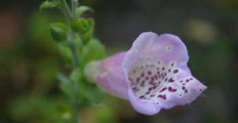 flash fiction foxglove