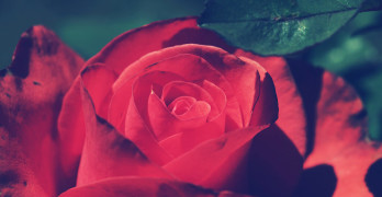 The Best Love Poems