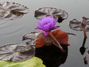 Poetry Classroom Goldfish Pond