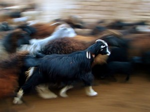 pantoum goat poetry prompt