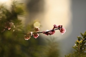 plum tree poetry