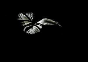 Poetry Strawberry Leaf