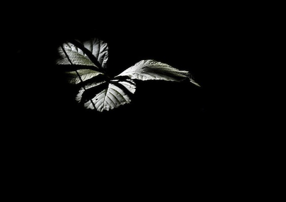 Poetry Strawberry Leaf