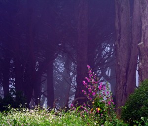 poetry grove