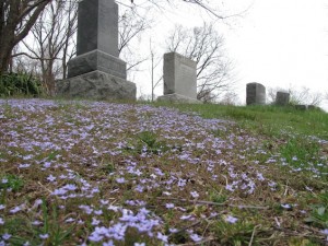 Artist Date St. Augustines Purple Flowers