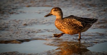 Top 10 Sites to Follow for National Poetry Month Duck in Golden Light