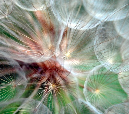 advertise dandelion square