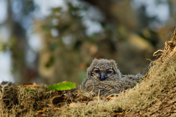 Artist Date Great Horned Owl