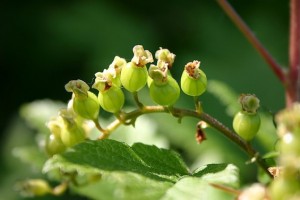Green Currant Book by mwri
