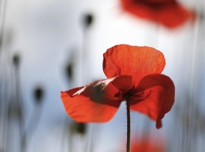 Rumi Some Kiss We Want Poetry Poppy