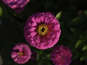 Poetry Zinnias