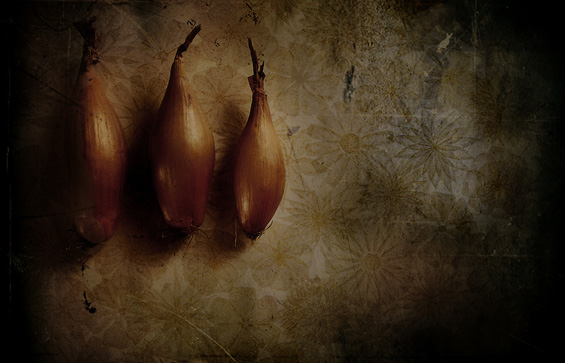 memoir notebook onions