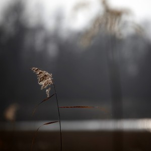 opalescent swallow poetry