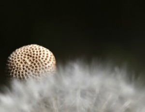 Dandelion Grief Poetry