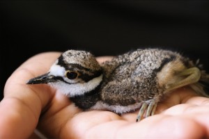 killdeer poetry