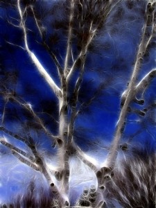 Birches Poetry