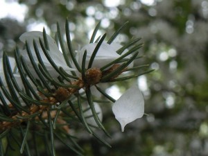 Fir Snow Petals Poetry