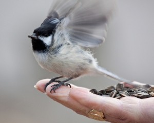 Nuthatch Bird Poetry