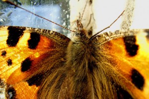 Painted Lady Poetry Adam Poems