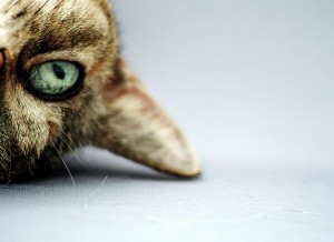 Upside down cat