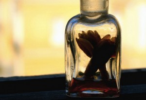 Clear Glass Bottle Poetry