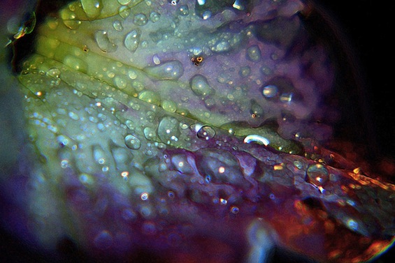 floral Fugue Poetry