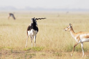 Ghazal Poetry Gazelles