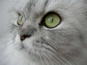 wordcandy cats