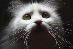 Cat Poetry White Cat Poems