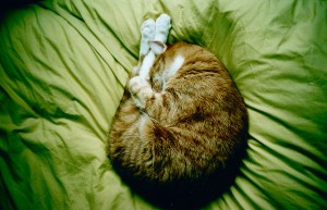 cat poetry