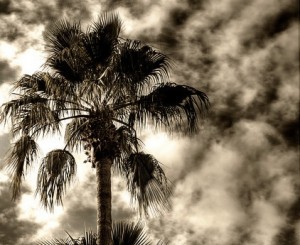 Palm Tree Cassadaga Literary Tour Spiritualist